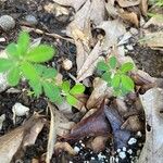 Kummerowia striata Leaf