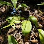 Clintonia borealis Fruit