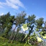 Chelonanthus alatus Květ