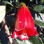 Thiollierea lenormandii Flor