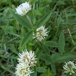 Trifolium montanum Leaf