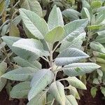Solanecio cydoniifolius Leaf