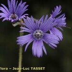 Soldanella villosa Flower