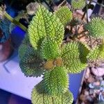 Pilea mollis Frunză