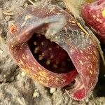 Symplocarpus foetidus Flor