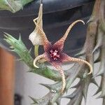 Orbea caudata Blomst