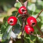 Crataegus rhipidophyllaFruitua