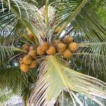 Cocos nucifera Fruit