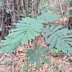 Albizia adianthifolia 整株植物