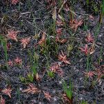 Pinguicula planifolia Habit