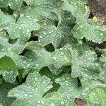 Alchemilla mollis Frunză