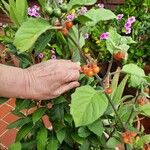 Solanum villosum Fruit