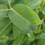 Asclepias syriaca Blad