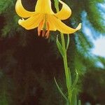 Lilium rhodopeum