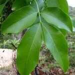 Melicoccus bijugatus Leaf