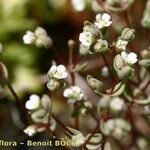 Radiola linoides Alia