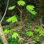 Acer platanoides Deilen