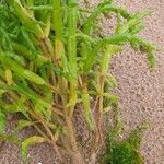 Salicornia europaea Blatt