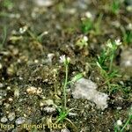 Subularia aquatica Habitus