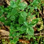 Moehringia trinervia Leaf