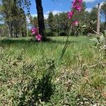 Gladiolus italicusKvet