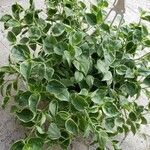 Peperomia serpens葉