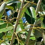 Erythrina fusca Yaprak