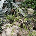Fouquieria fasciculata Hoja