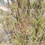Adenostoma fasciculatum Hoja