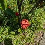 Ixora chinensis Blüte