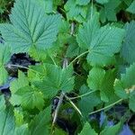 Ribes americanum List