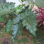 Philodendron speciosum Blad