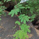 Vachellia farnesiana Blad