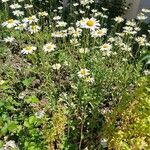 Leucanthemum ircutianum Hábito