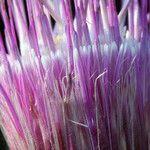 Cirsium andersonii Flor