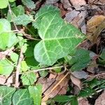 Hedera hibernica Hostoa