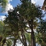 Euphorbia candelabrum Deilen