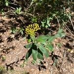 Bupleurum fruticosumFlower