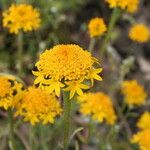 Chaenactis glabriuscula Flower