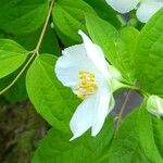 Philadelphus coronarius Flower