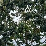 Corymbia citriodora عادت داشتن