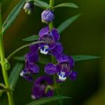 Angelonia biflora Virág