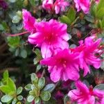 Rhododendron kiusianum Flor