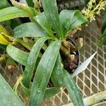 Pinalia bractescens Leaf