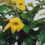 Allamanda cathartica Květ