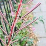 Epilobium angustifolium Плод