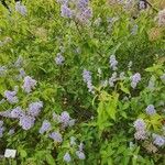 Ceanothus arboreus Агульны выгляд