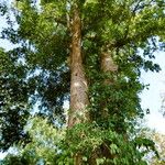 Irvingia malayana Habitus