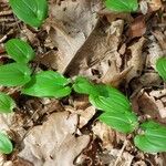 Maianthemum bifolium Лист