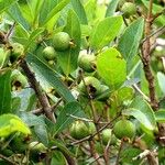 Campomanesia adamantium Fruit